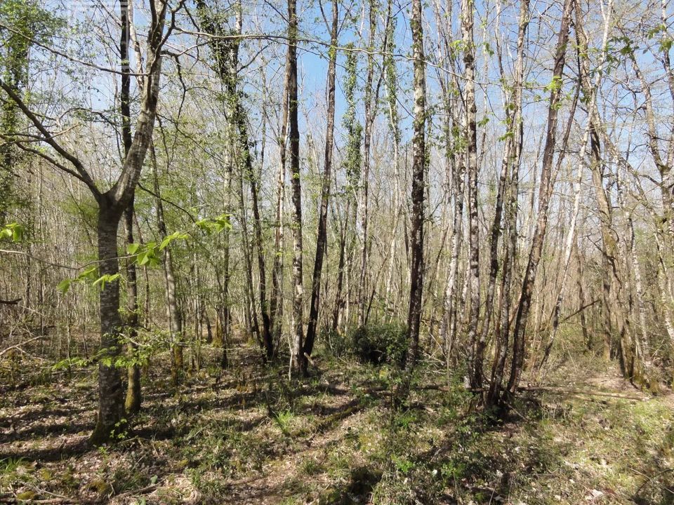 Helårsgrund i Saint-Front-Sur-Nizonne, Dordogne - foto 1
