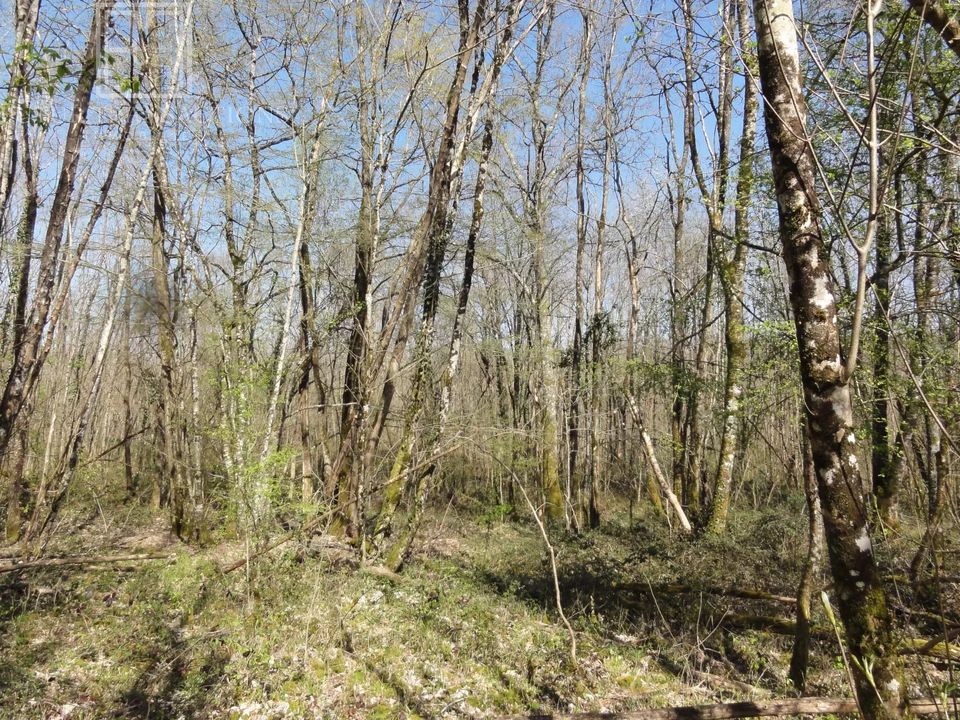 Helårsgrund i Saint-Front-Sur-Nizonne, Dordogne - foto 3