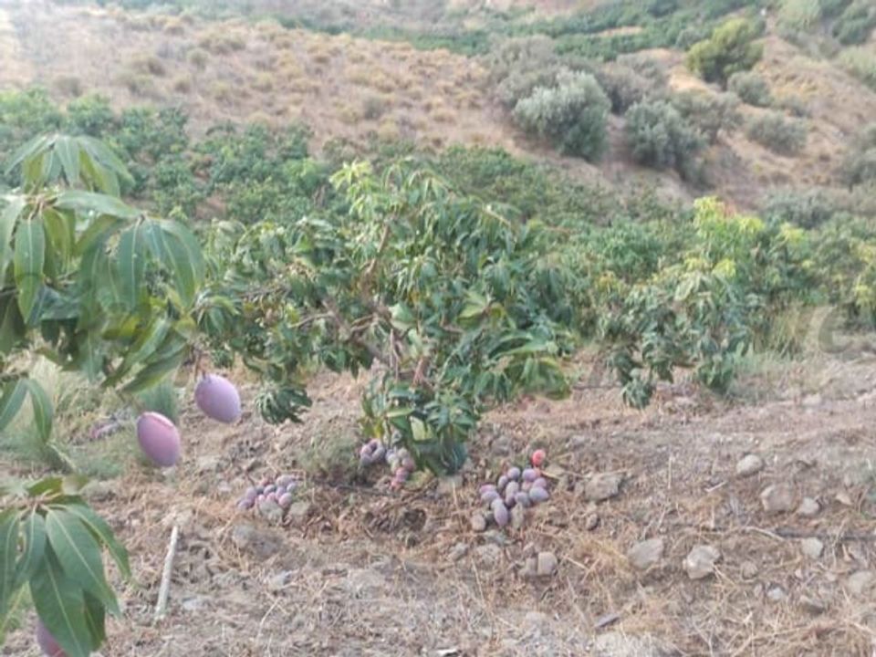 Helårsgrund i Frigiliana, Malaga - foto 2