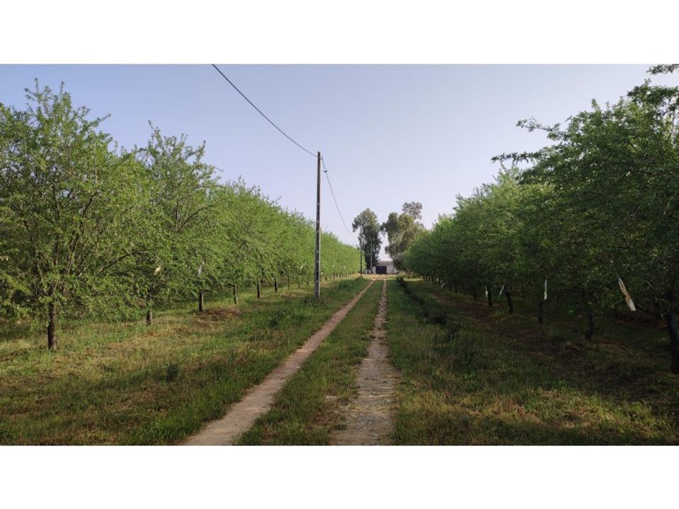Farm i Mourao, Evora - foto 3