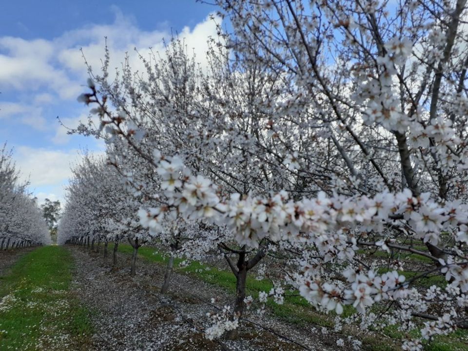 Farm i Mourao, Evora - foto 5