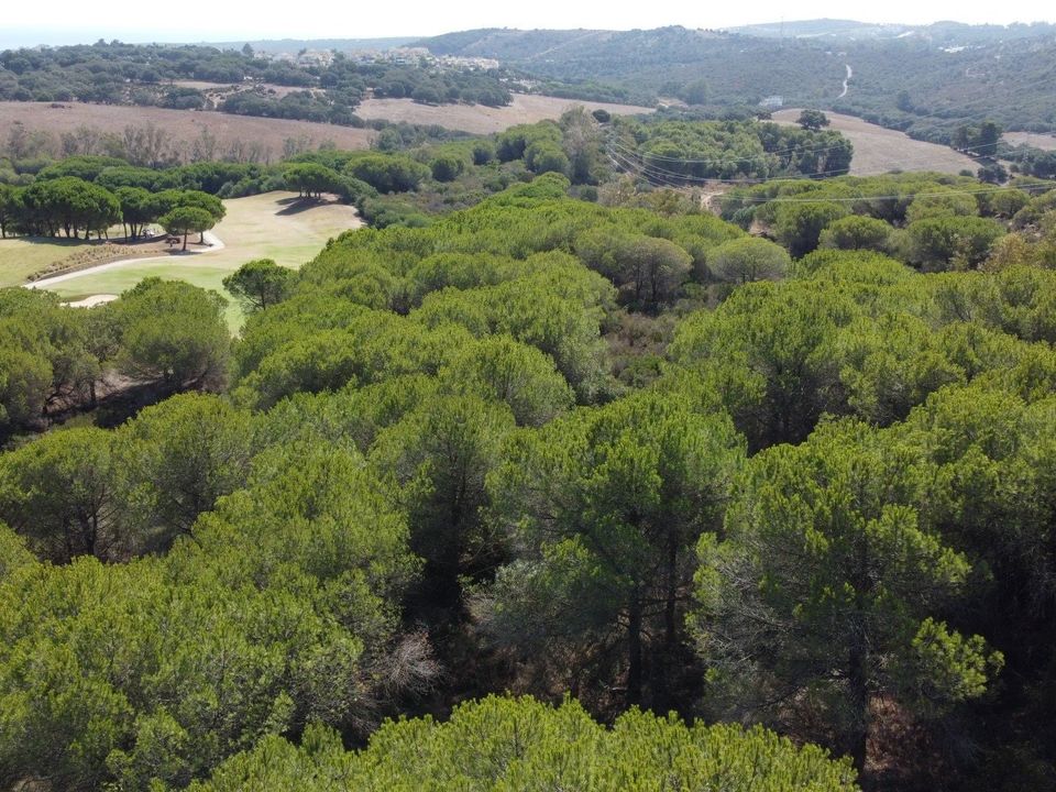 Helårsgrund i Sotogrande, Cadiz - foto 5