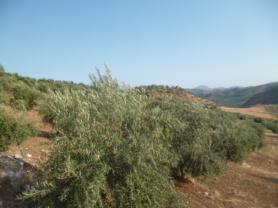 Helårsgrund i Olvera, Cadiz - foto 3