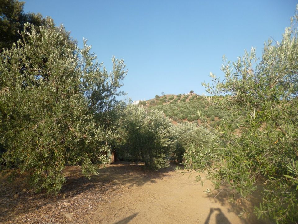Terra a Olvera, Cadiz - foto 5