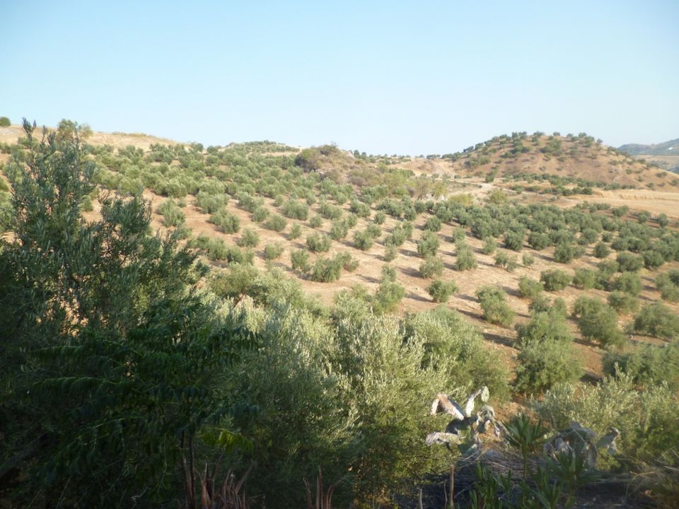 Terreno en Olvera, Cadiz - foto 5