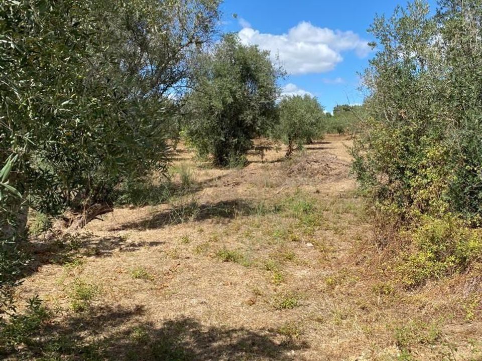 Helårsgrund i Serra, Santarem - foto 2