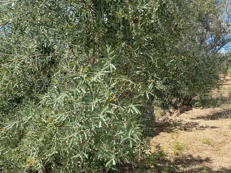 Helårsgrund i Serra, Santarem - foto 5
