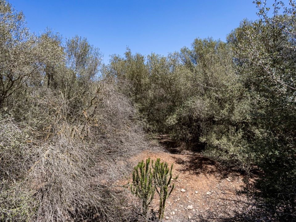Helårsgrund i Marratxinet (Marratxi), Mallorca - foto 4