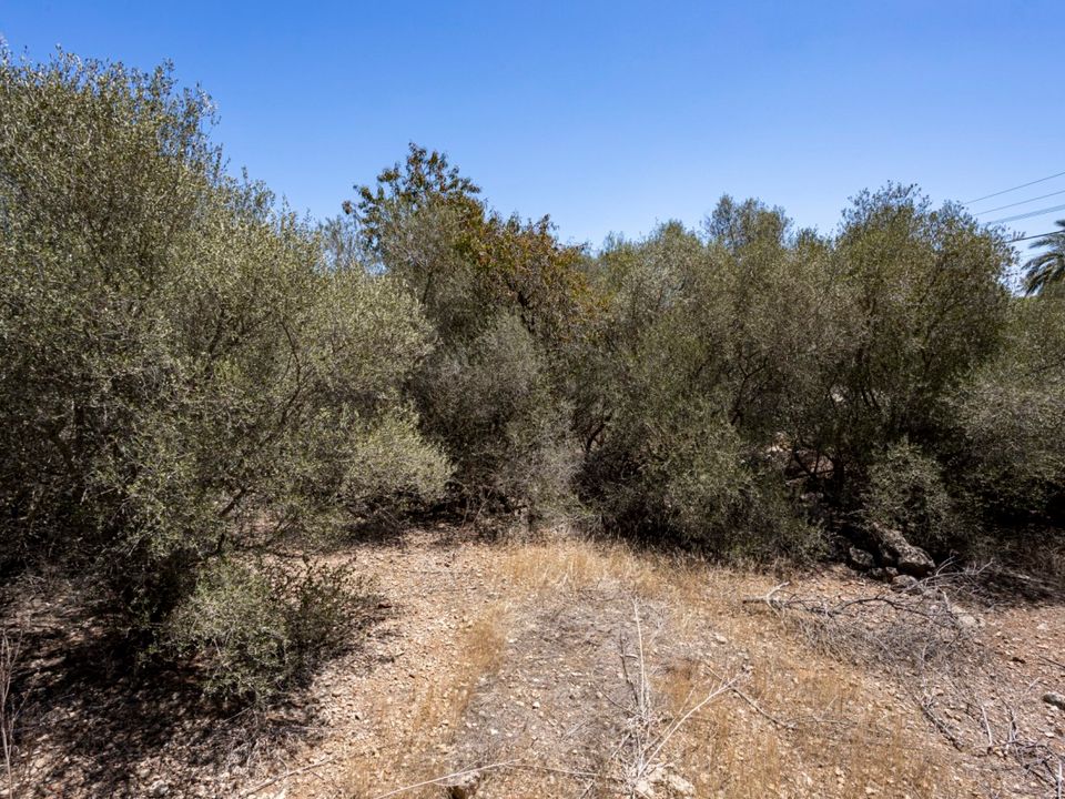 Helårsgrund i Marratxinet (Marratxi), Mallorca - foto 5