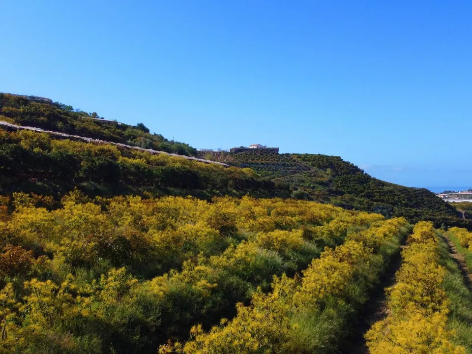 Cortijo i Algarrobo, Malaga - foto 4