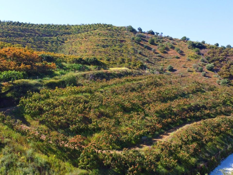 Cortijo i Algarrobo, Malaga - foto 5