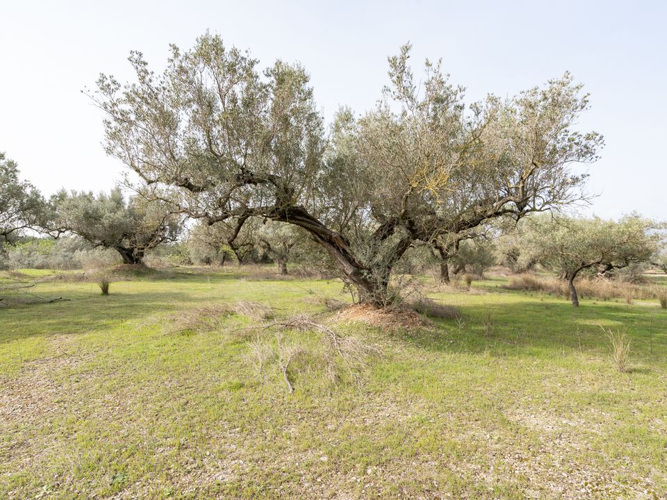 Finca i Mas De Barberans, Tarragona - foto 1