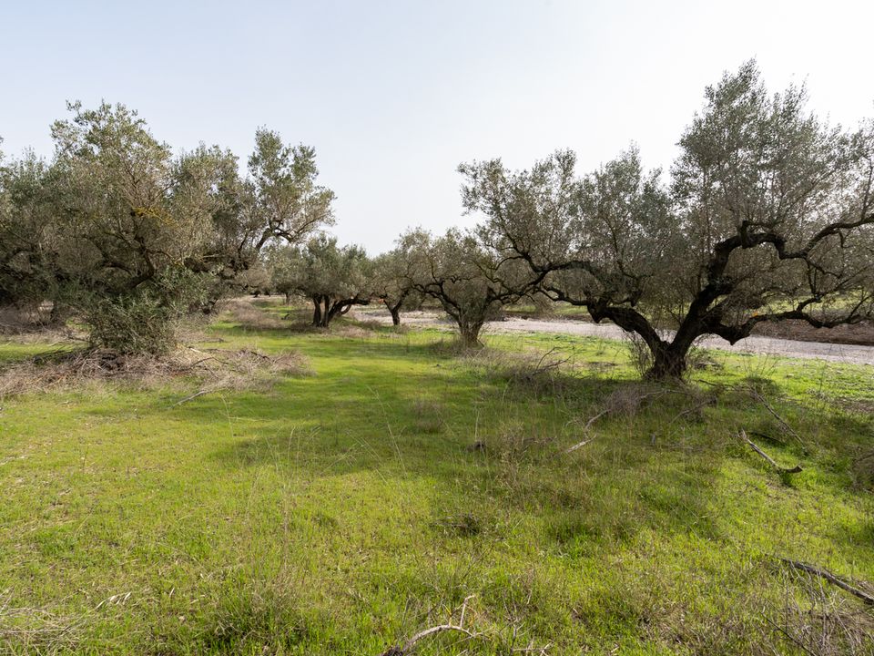 Finca i Mas De Barberans, Tarragona - foto 5