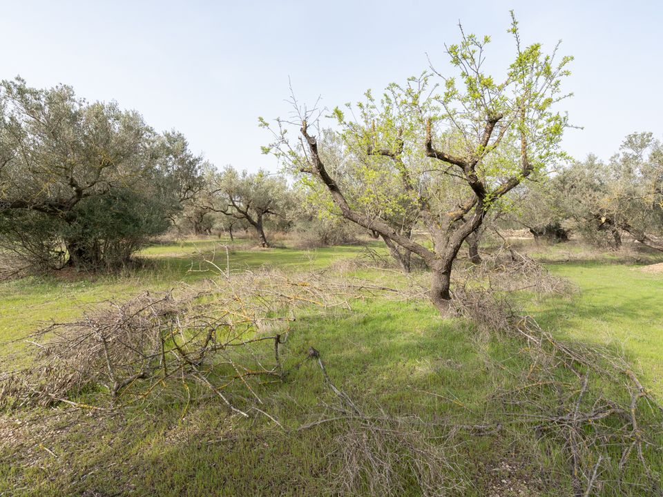 Finca i Mas De Barberans, Tarragona - foto 2