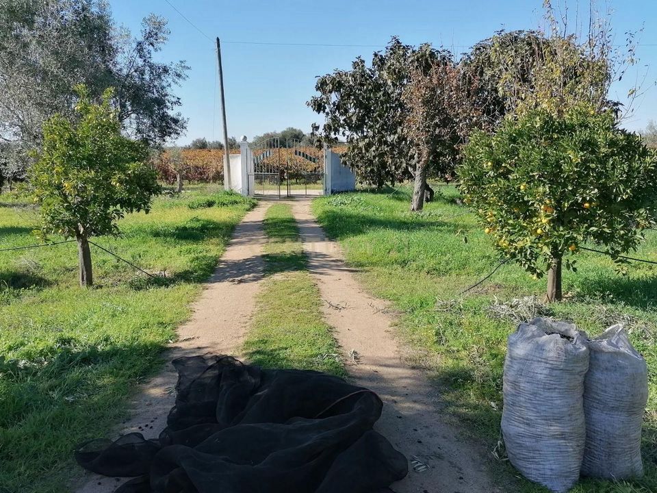 Farm hus i Reguengos de Monsaraz, Evora - foto 4