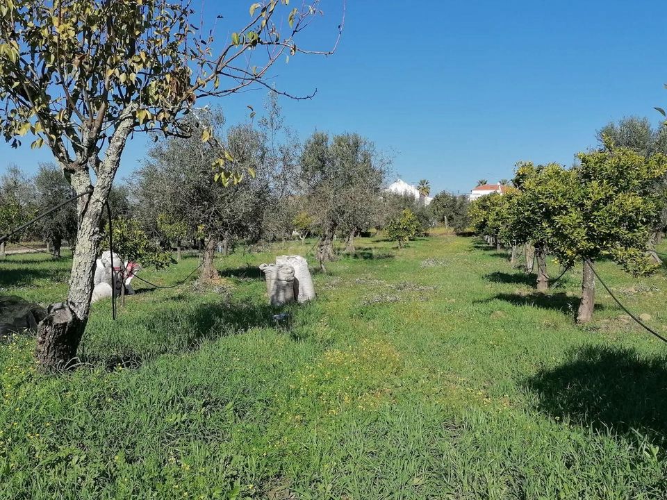 Farm hus i Reguengos de Monsaraz, Evora - foto 5