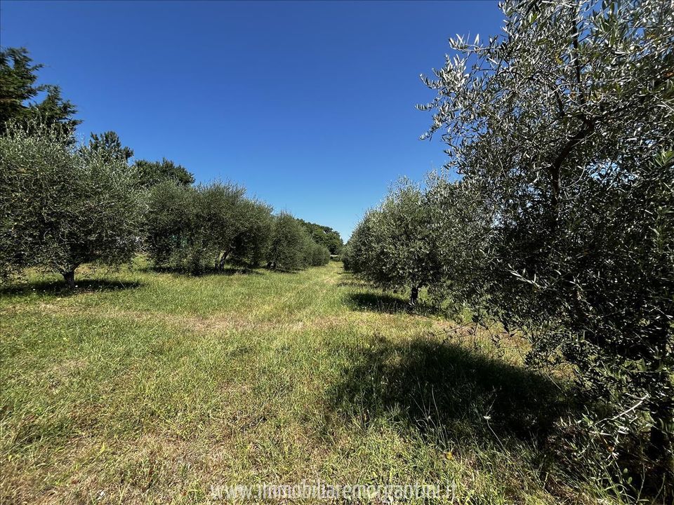 Helårsgrund i Sarteano, Siena - foto 3