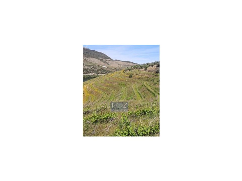 Farm i Ervedosa do Douro, Viseu - foto 2