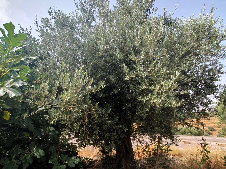 Finca i Lanjaron, Granada - foto 2
