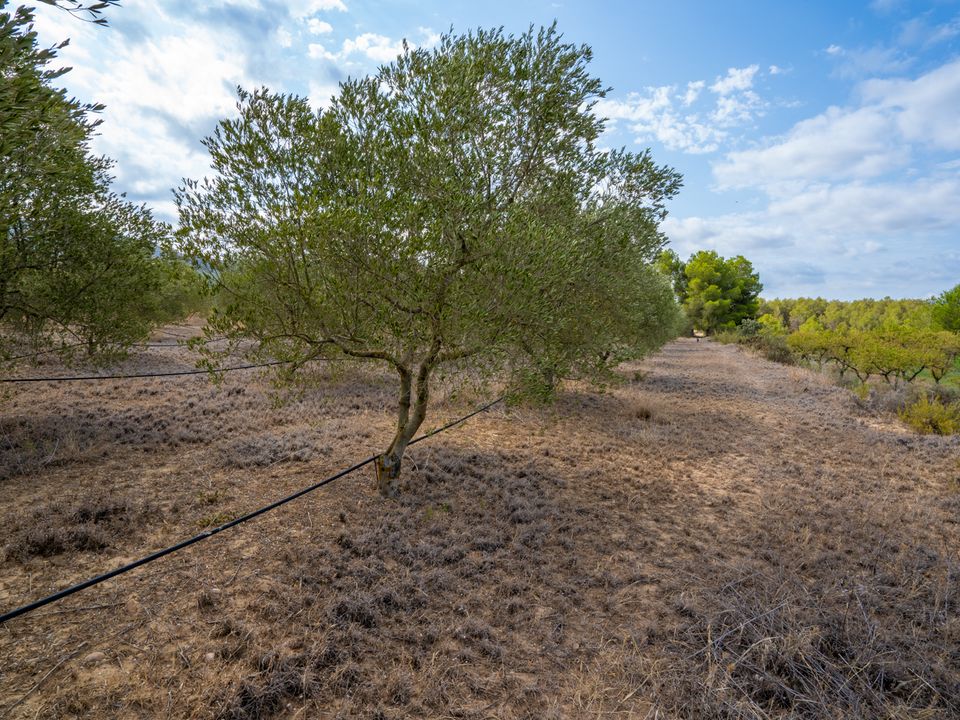 Finca i Ginestar, Tarragona - foto 4
