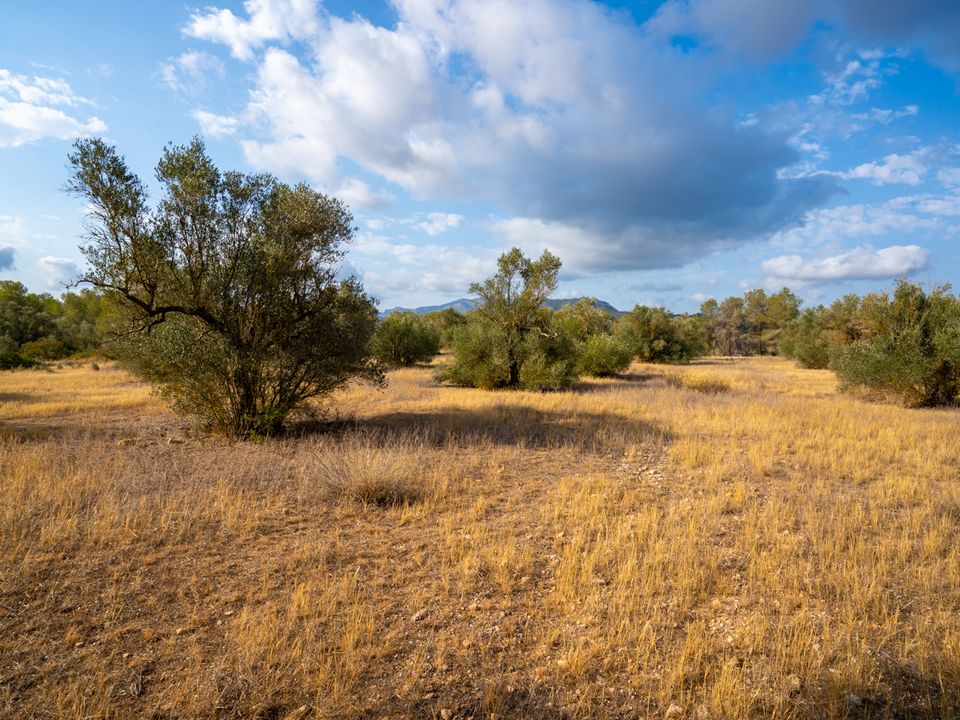 Finca i Ginestar, Tarragona - foto 4