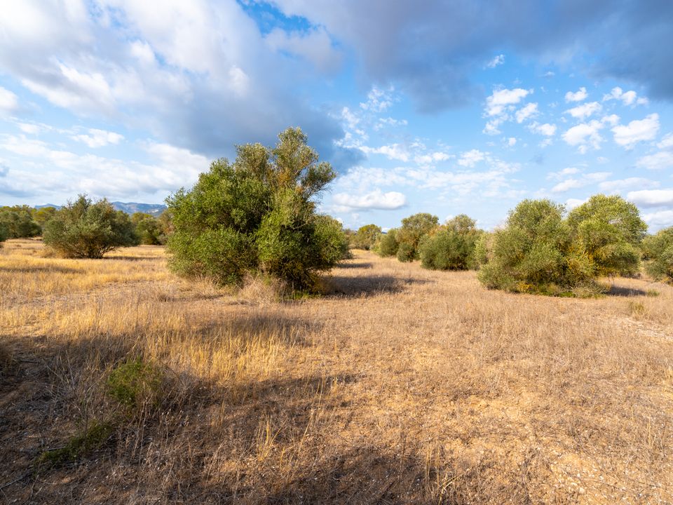Finca i Ginestar, Tarragona - foto 2
