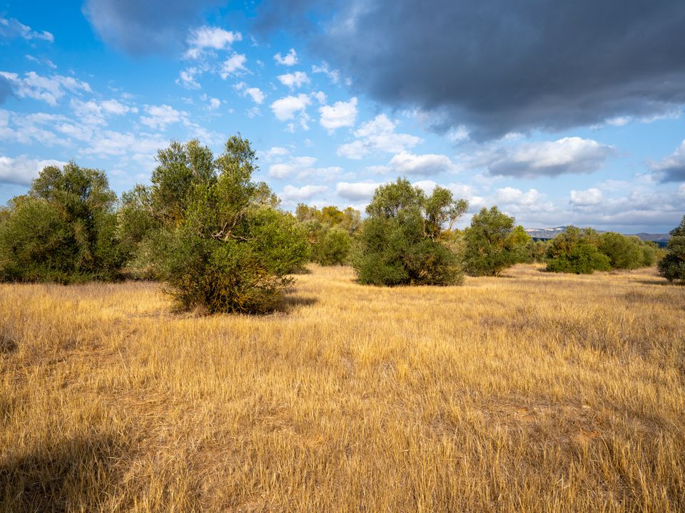 Finca i Ginestar, Tarragona - foto 1