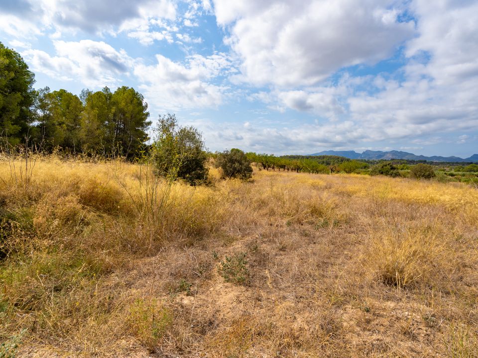 Finca i Ginestar, Tarragona - foto 2