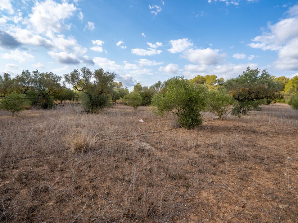 Finca i Ginestar, Tarragona - foto 4