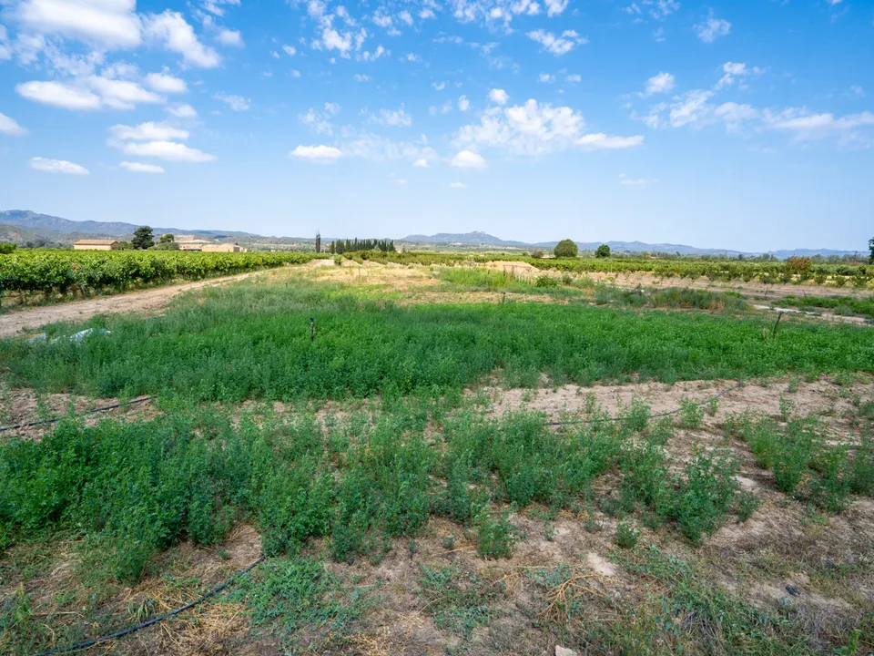 Finca i Ginestar, Tarragona - foto 3
