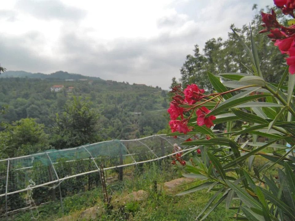 Villa i Cortemilia, Cuneo - foto 5