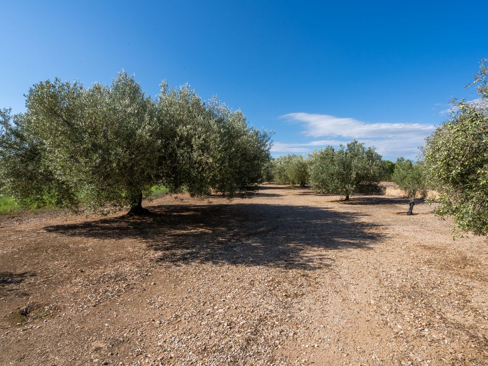 Finca i Santa Barbara, Tarragona - foto 1