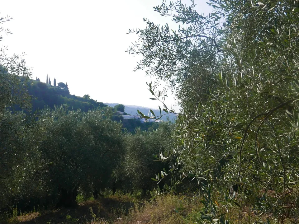 Tomt i Camporosso, Imperia - bilde 2