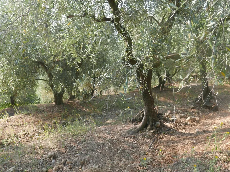 Tomt i Camporosso, Imperia - bilde 3