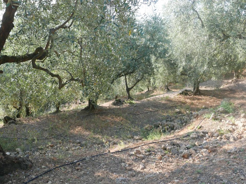 Tomt i Camporosso, Imperia - bilde 4