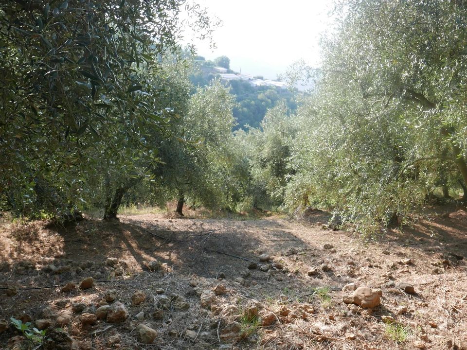Tomt i Camporosso, Imperia - bilde 5