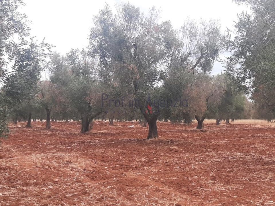 Tomt i San Vito dei Normanni, Brindisi - bilde 1