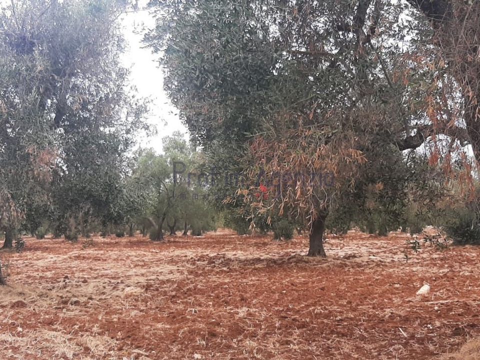 Tomt i San Vito dei Normanni, Brindisi - bilde 4