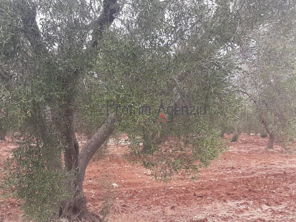 Tomt i San Vito dei Normanni, Brindisi - bilde 3