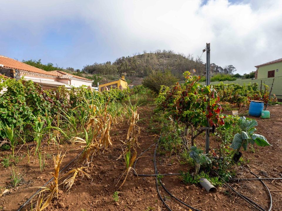 Tomt i Tacoronte, Tenerife - bilde 5