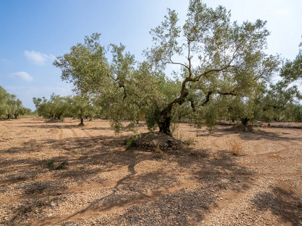 Finca i Ulldecona, Tarragona - foto 1