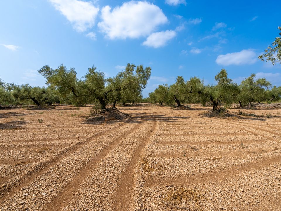 Finca i Ulldecona, Tarragona - foto 4