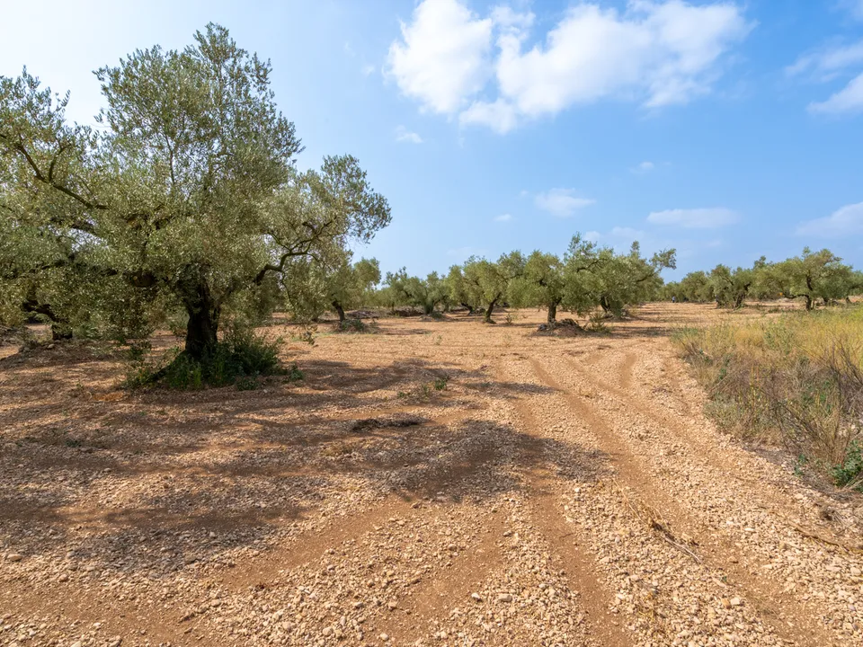 Finca i Ulldecona, Tarragona - foto 2