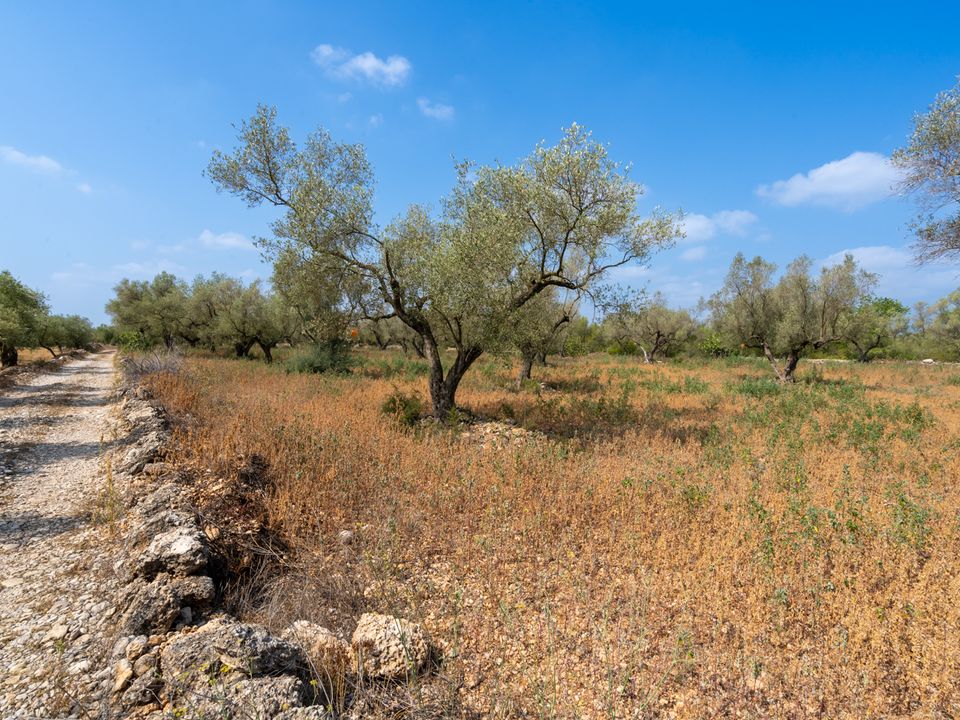Finca i Ulldecona, Tarragona - foto 5