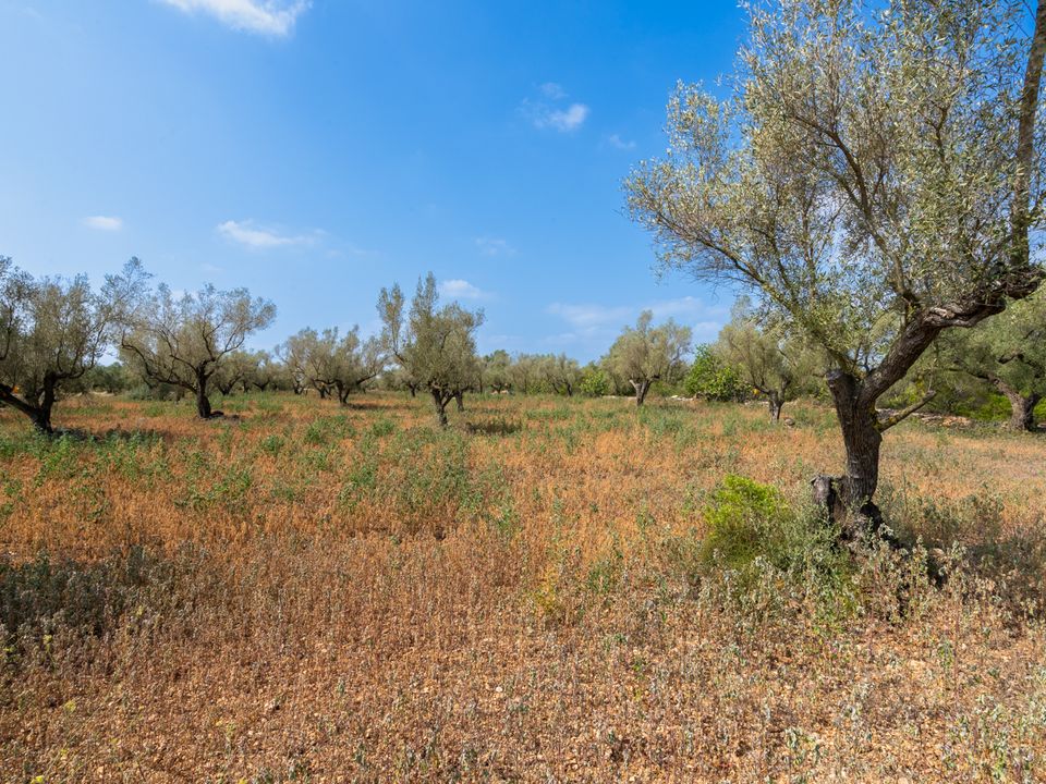 Finca i Ulldecona, Tarragona - foto 4