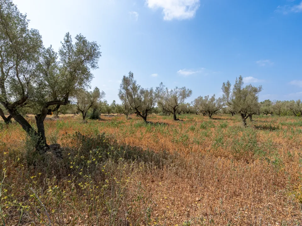 Finca i Ulldecona, Tarragona - foto 3