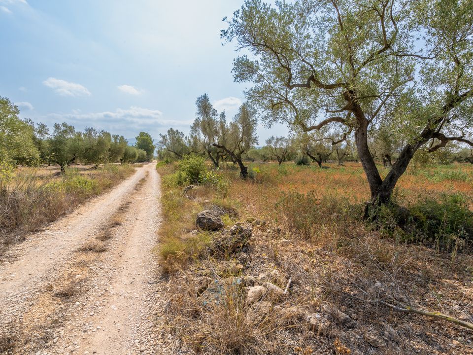 Finca i Ulldecona, Tarragona - foto 2