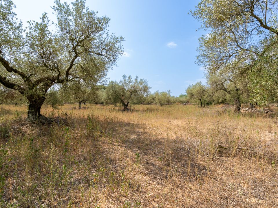 Finca i Ulldecona, Tarragona - bilde 5