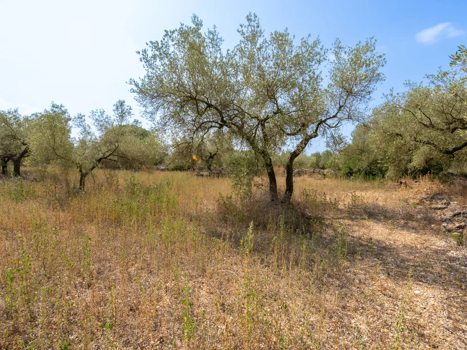 Finca i Ulldecona, Tarragona - bilde 2