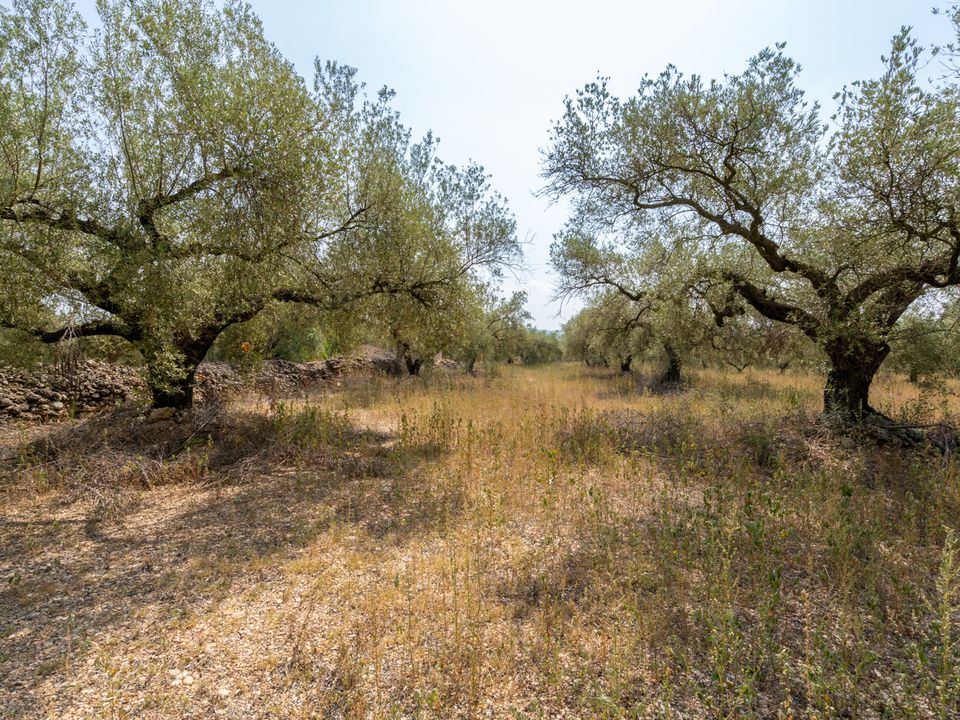Finca i Ulldecona, Tarragona - bilde 3